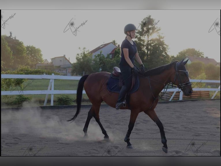 Thoroughbred Gelding 8 years 15,2 hh Brown in Mittelhausen