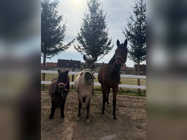 Thoroughbred Gelding 8 years 15,2 hh Brown in Mittelhausen