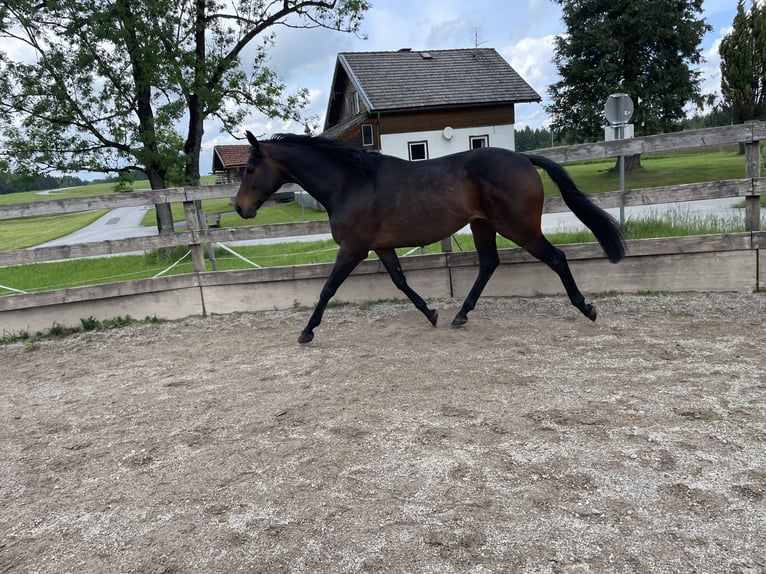 Thoroughbred Gelding 8 years 15,3 hh Smoky-Black in Seeham