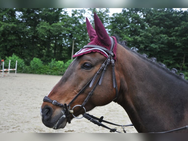 Thoroughbred Gelding 8 years 16,1 hh Bay-Dark in Grevenbroich