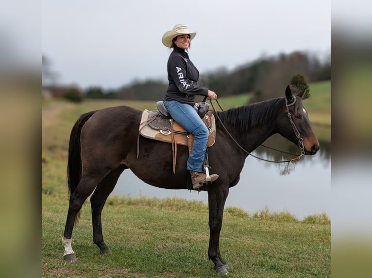 Thoroughbred Gelding 8 years 16.1 hh Bay in Middleburg