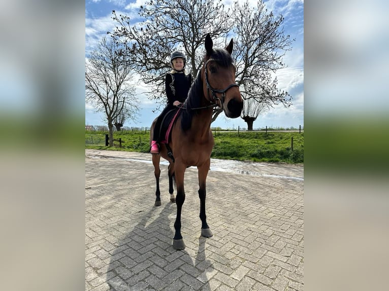 Thoroughbred Gelding 8 years 16,1 hh Brown in Zwartewaal