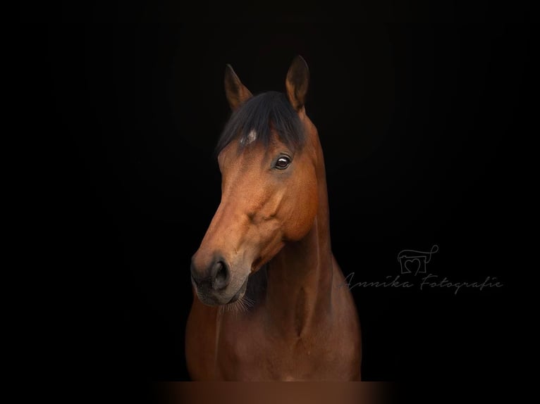 Thoroughbred Gelding 8 years 16,1 hh Brown in Zwartewaal