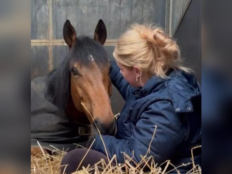 Thoroughbred Gelding 8 years 16,1 hh Brown in Zwartewaal