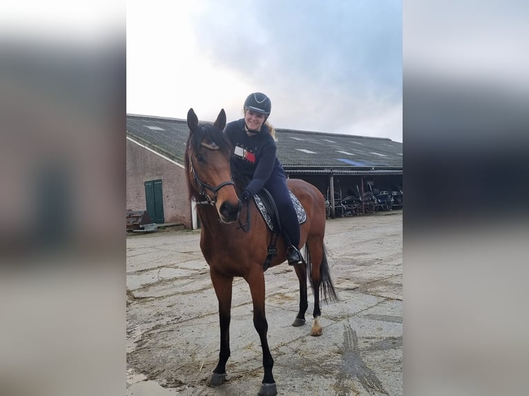 Thoroughbred Gelding 8 years 16,1 hh Brown in Zwartewaal