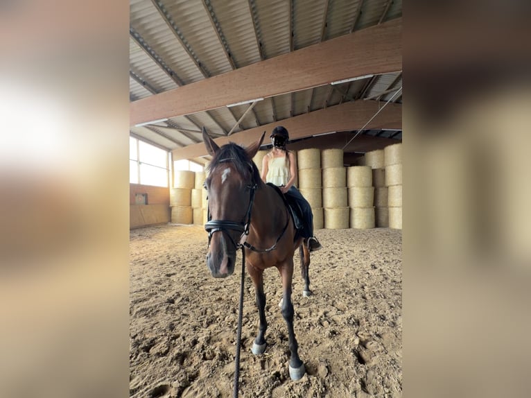 Thoroughbred Gelding 8 years 16.1 hh Brown in Porta Westfalica