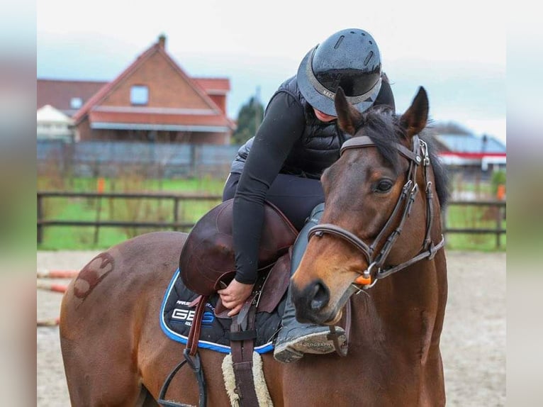 Thoroughbred Gelding 8 years 16,1 hh Brown in NOEUX LES MINES