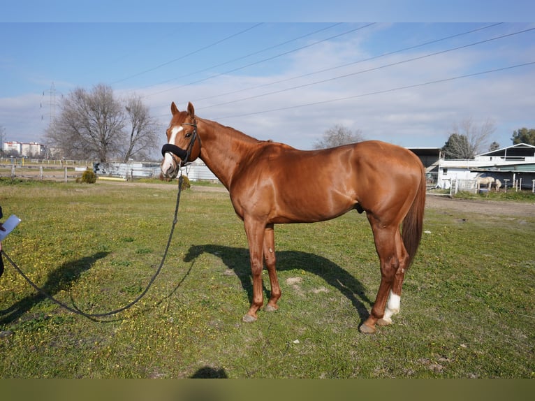 Thoroughbred Gelding 8 years 16,1 hh Chestnut-Red in Alcorcon