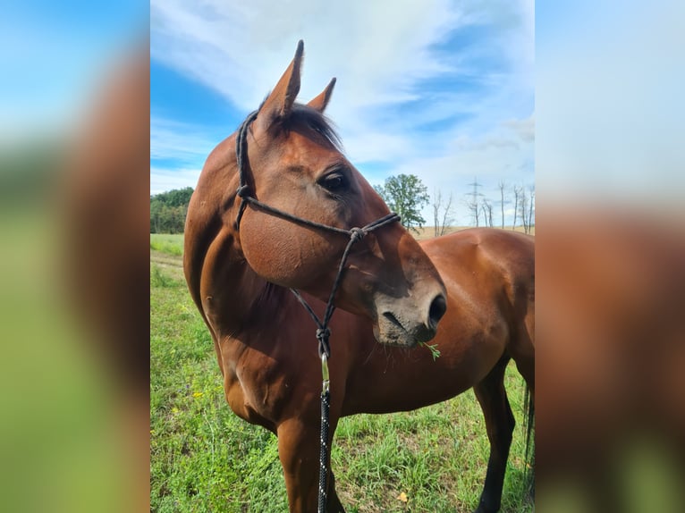 Thoroughbred Gelding 8 years 16,2 hh Bay-Dark in Hönow