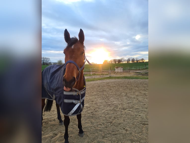 Thoroughbred Gelding 8 years 16,2 hh Bay-Dark in Hönow