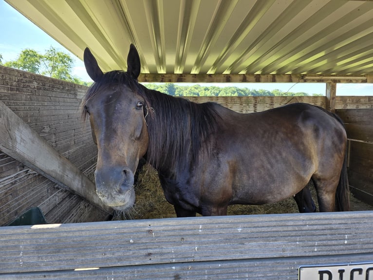 Thoroughbred Gelding 8 years 16 hh Bay-Dark in V&#xF6;lklingen