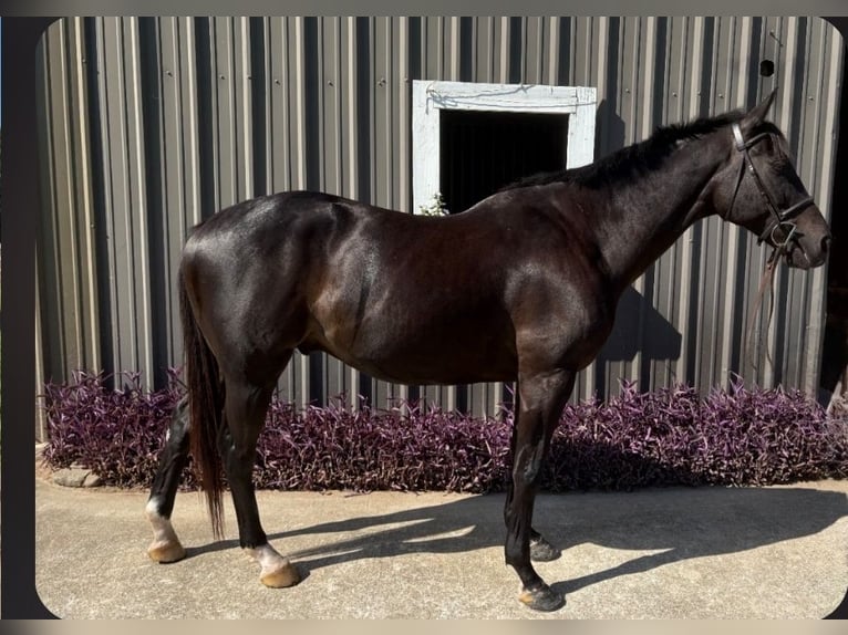 Thoroughbred Gelding 8 years 16 hh Bay-Dark in Porter TX
