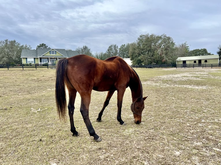 Thoroughbred Gelding 8 years 16 hh Bay in Groveland