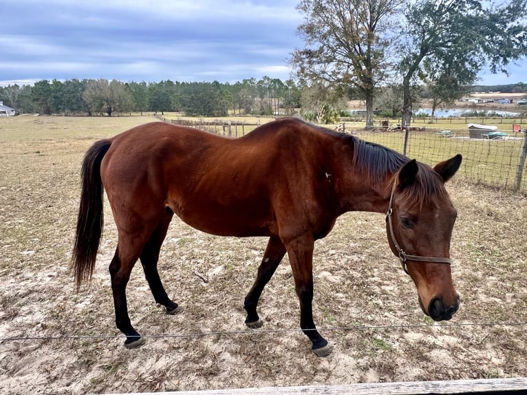 Thoroughbred Gelding 8 years 16 hh Bay in Groveland