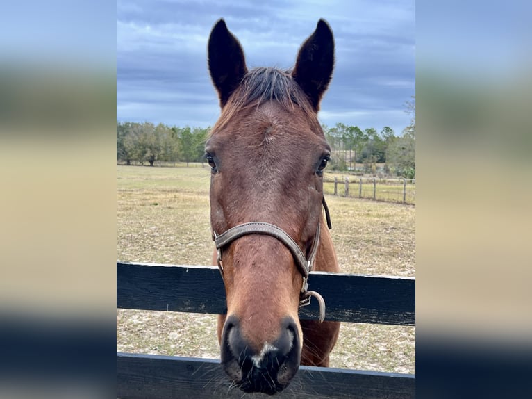 Thoroughbred Gelding 8 years 16 hh Bay in Groveland