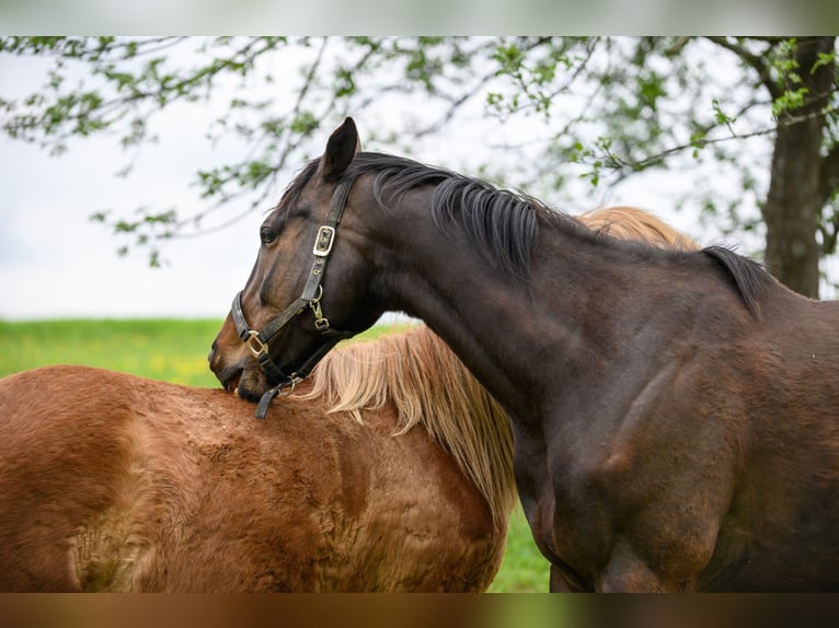Thoroughbred Gelding 8 years 16 hh Brown in Eisengraberamt