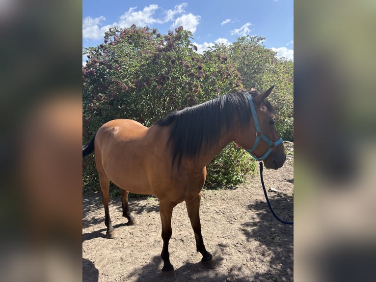 Thoroughbred Mix Gelding 8 years 16 hh Brown in Schricke