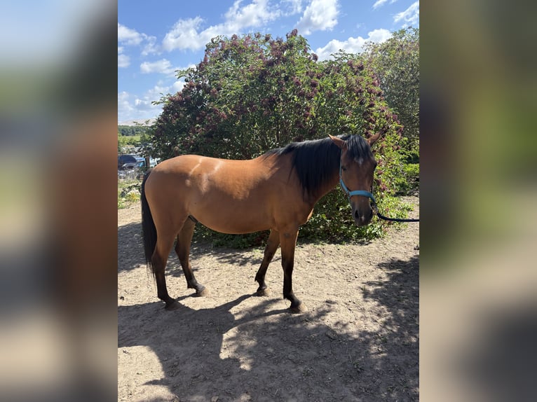 Thoroughbred Mix Gelding 8 years 16 hh Brown in Schricke