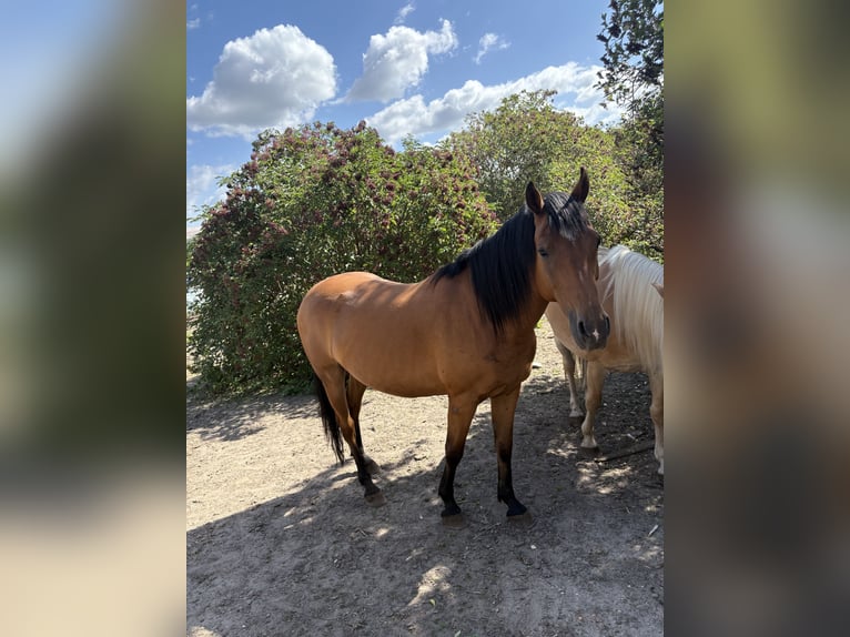 Thoroughbred Mix Gelding 8 years 16 hh Brown in Schricke