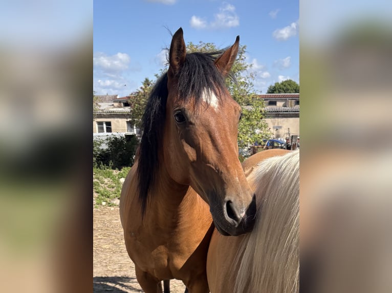 Thoroughbred Mix Gelding 8 years 16 hh Brown in Schricke