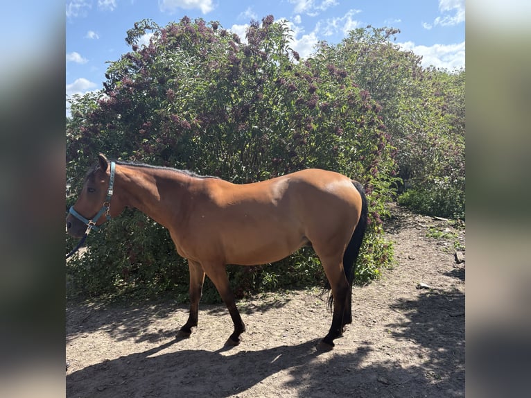 Thoroughbred Mix Gelding 8 years 16 hh Brown in Schricke