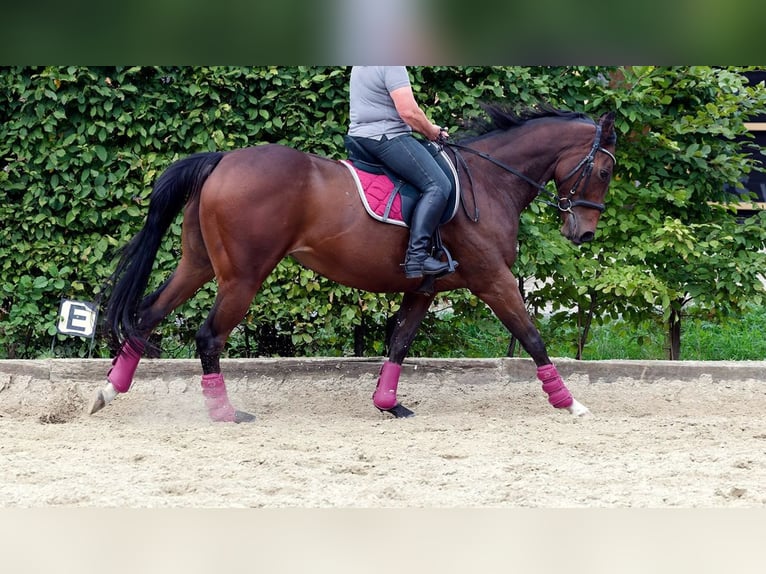 Thoroughbred Gelding 8 years 16 hh Brown in Uetze