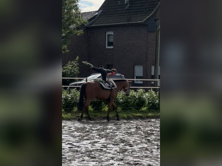 Thoroughbred Gelding 8 years 16 hh Brown-Light in Wassenberg