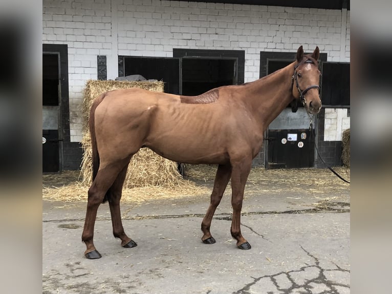 Thoroughbred Gelding 8 years 16 hh Chestnut-Red in Bornheim