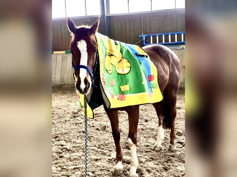 Thoroughbred Gelding 8 years 16 hh Chestnut-Red in Sinzheim