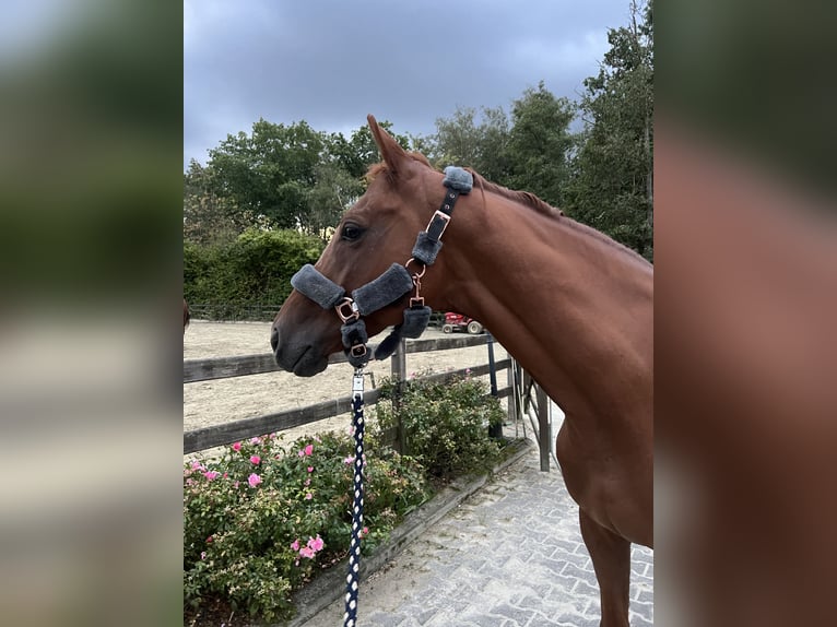 Thoroughbred Gelding 8 years 16 hh Chestnut-Red in Schwerte