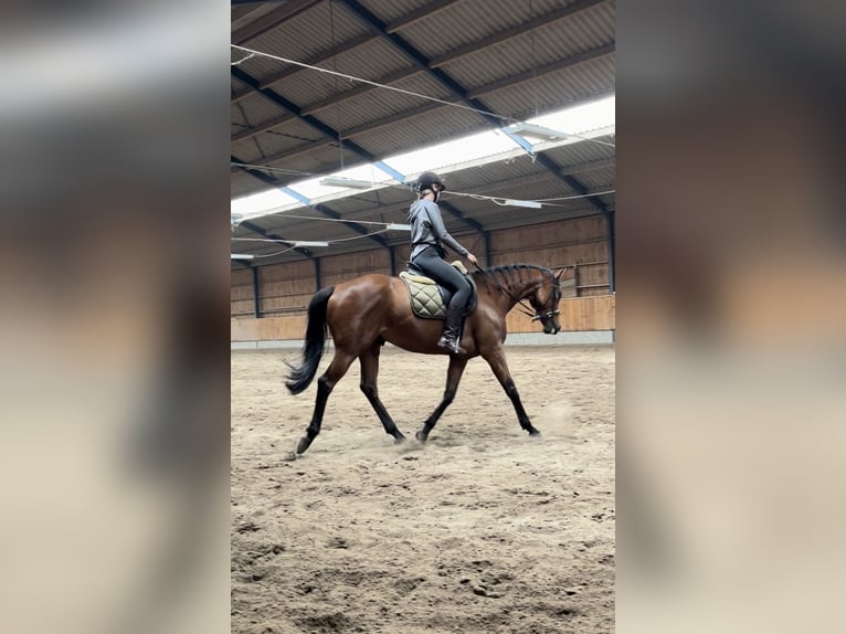 Thoroughbred Gelding 8 years 16 hh in Weert