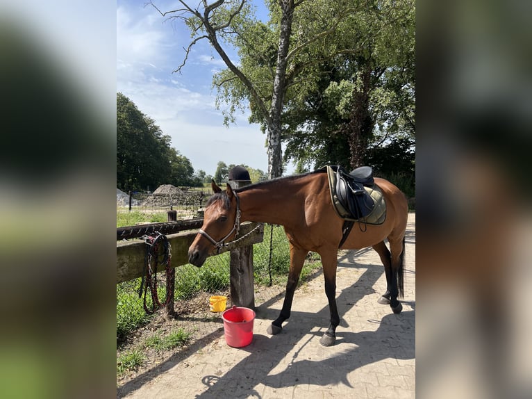 Thoroughbred Gelding 8 years 16 hh in Weert