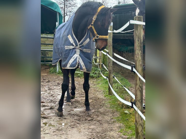 Thoroughbred Gelding 8 years 16,1 hh Bay-Dark in Schriesheim