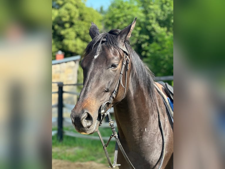 Thoroughbred Gelding 8 years 16,1 hh Bay-Dark in Noviny pod Ralskem