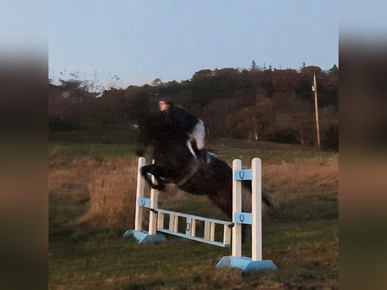 Thoroughbred Gelding 8 years 16,1 hh Bay in Middleburg