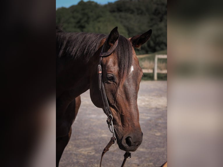 Thoroughbred Gelding 8 years 16,1 hh Bay in Middleburg