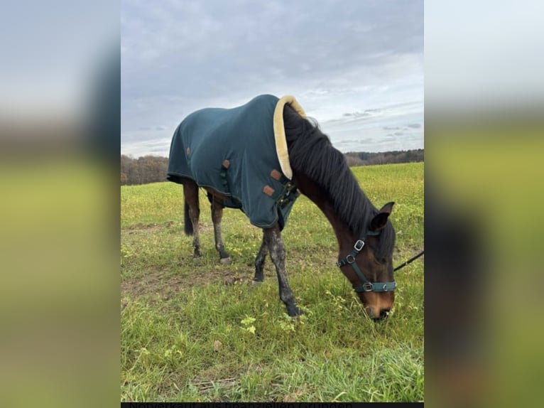 Thoroughbred Gelding 8 years 16,1 hh Brown in KüttenPetersberg