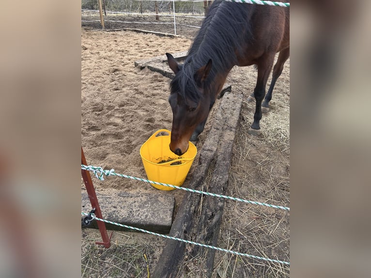 Thoroughbred Gelding 8 years 16,1 hh Brown in KüttenPetersberg