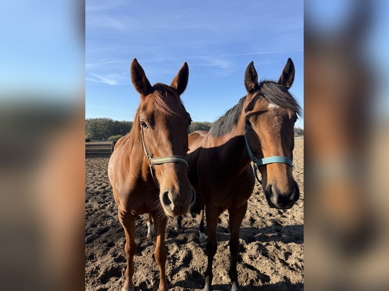 Thoroughbred Gelding 8 years 16,1 hh in Möser