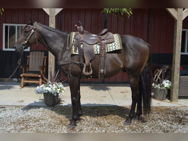 Thoroughbred Gelding 8 years 16,2 hh Bay in Mantua