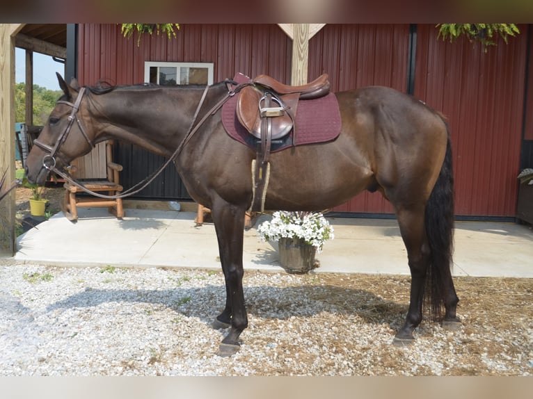Thoroughbred Gelding 8 years 16,2 hh Bay in Mantua