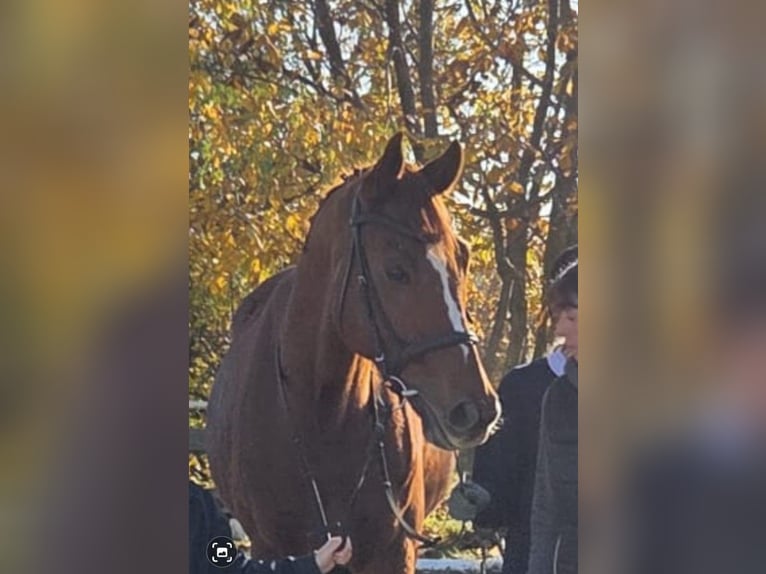 Thoroughbred Gelding 8 years 16,2 hh Chestnut-Red in Kottingbrunn