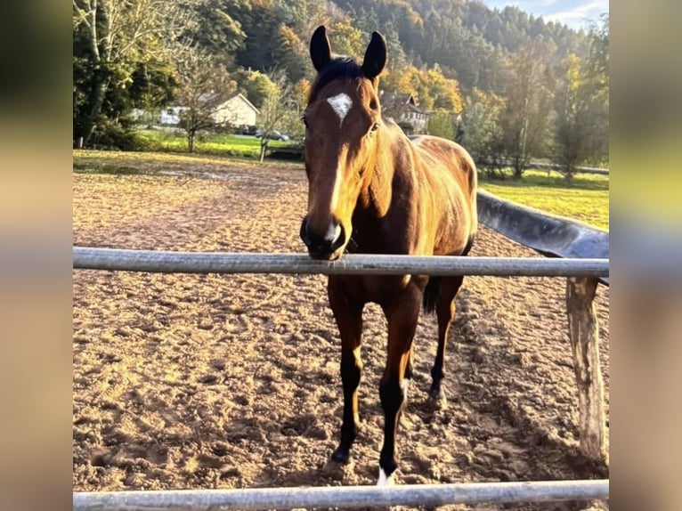 Thoroughbred Gelding 8 years 16,3 hh Brown in Beckingen