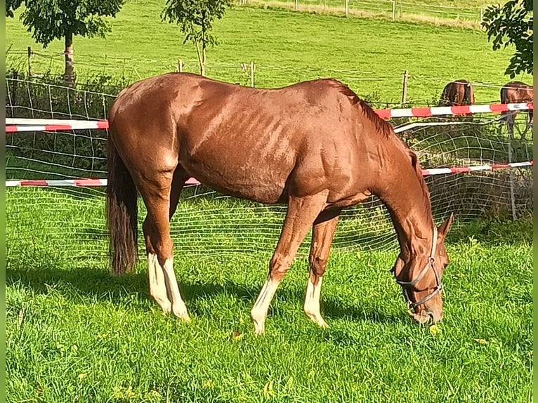 Thoroughbred Gelding 8 years Chestnut-Red in Langelsheim