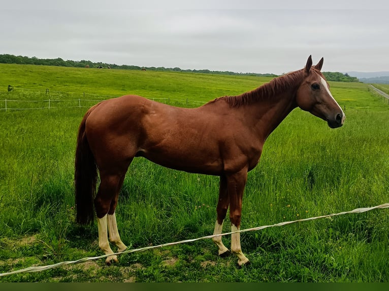 Thoroughbred Gelding 8 years Chestnut-Red in Langelsheim