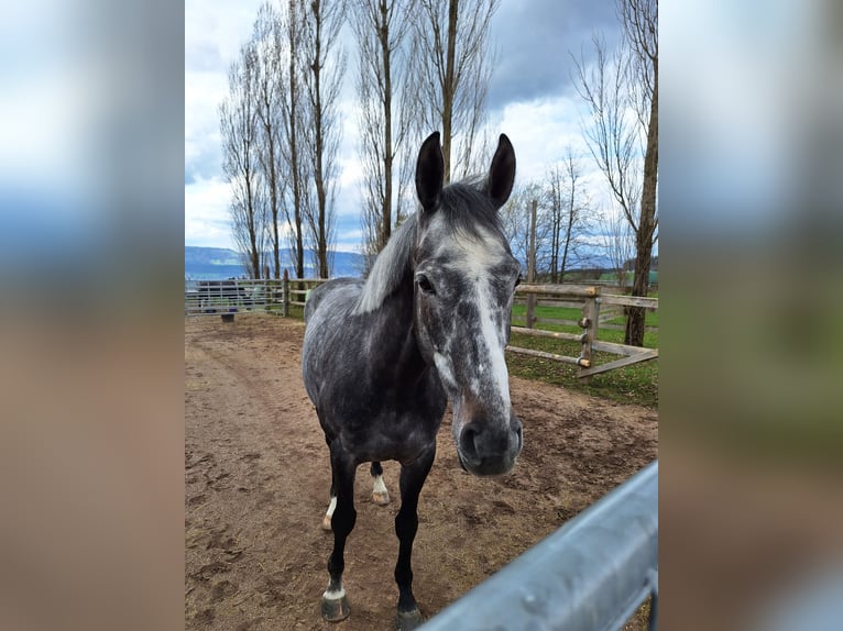 Thoroughbred Gelding 8 years Gray-Dapple in Rothenburg