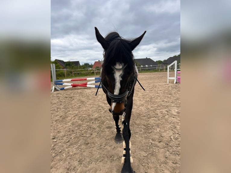 Thoroughbred Gelding 9 years 15.1 hh Bay-Dark in Glücksburg