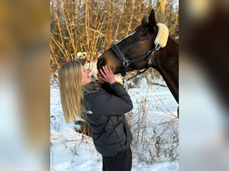 Thoroughbred Gelding 9 years 15.1 hh Bay-Dark in Glücksburg