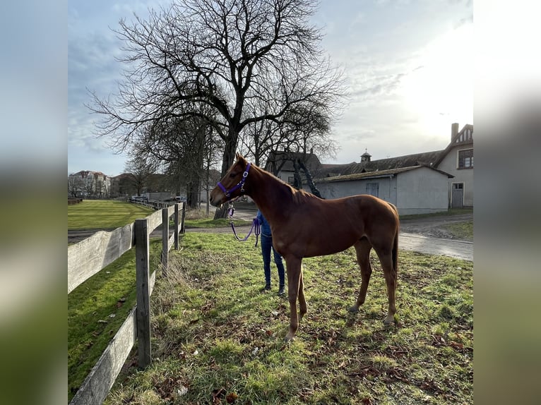Thoroughbred Gelding 9 years 15.2 hh Chestnut-Red in Leipzig