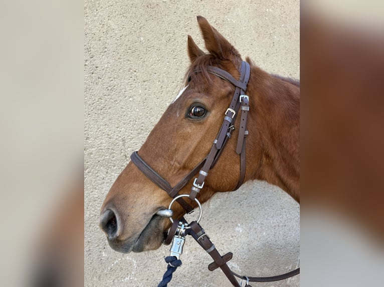 Thoroughbred Gelding 9 years 15.2 hh Chestnut-Red in Leipzig